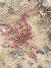 Chorizanthe interposita