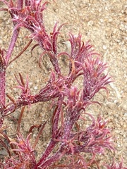 Chorizanthe interposita