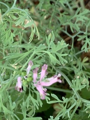 Fumaria vaillantii