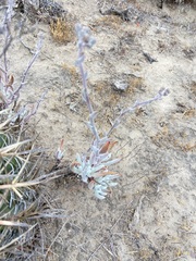Dudleya attenuata attenuata