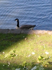 Branta canadensis