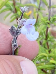 Salvia brandegeei
