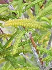 Salvia brandegeei