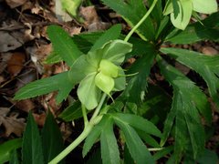 Helleborus bocconei