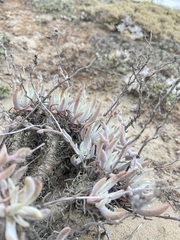 Dudleya attenuata attenuata