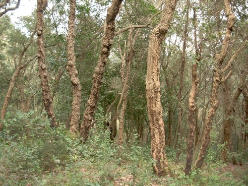 cork oak