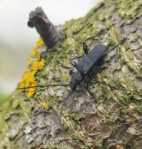 Ropalopus macropus