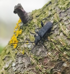 Ropalopus macropus
