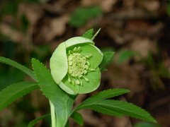 Helleborus bocconei