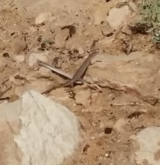 Podarcis pityusensis