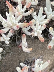 Dudleya attenuata attenuata