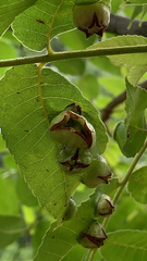 Phylloxera stoetzelae