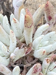 Dudleya attenuata attenuata