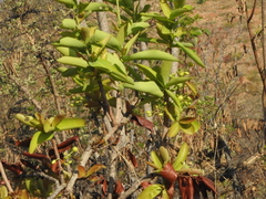Ochna obtusata