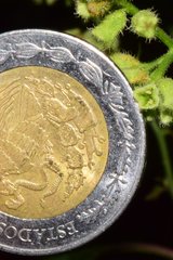 Salpianthus purpurascens