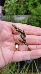 Carex cusickii