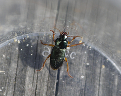 Ophonus laticollis