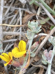 Acmispon distichus