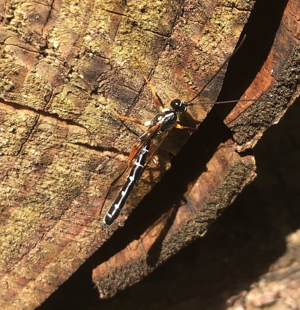 Rhyssa alaskensis