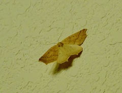 Prochoerodes truxaliata