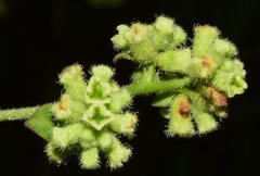 Salpianthus purpurascens