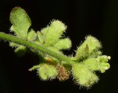 Salpianthus purpurascens