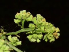 Salpianthus purpurascens