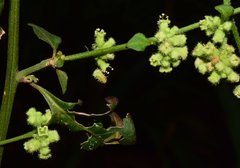 Salpianthus purpurascens
