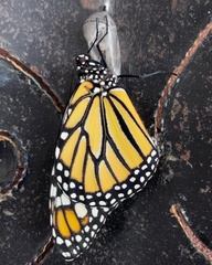 Danaus plexippus