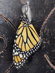 Danaus plexippus