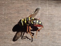 Meromacrus currani