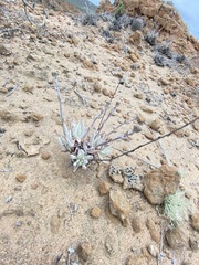 Dudleya attenuata attenuata