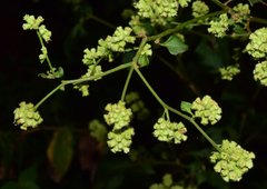 Salpianthus purpurascens