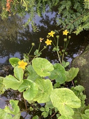Caltha palustris