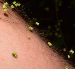 Salpianthus purpurascens