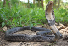 Brown Forest Cobra photo 3
