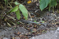 Aspidoscelis costatus