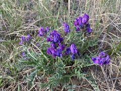 Oxytropis mixotriche