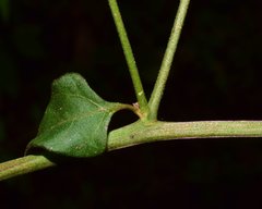 Salpianthus purpurascens