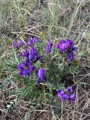 Oxytropis mixotriche