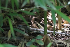 Aspidoscelis costatus