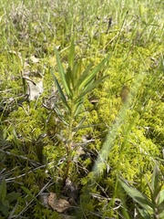 Lysimachia thyrsiflora