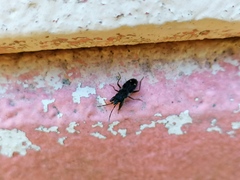 Eremocoris podagricus