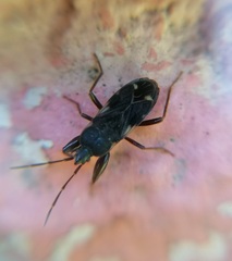 Eremocoris podagricus