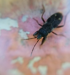 Eremocoris podagricus