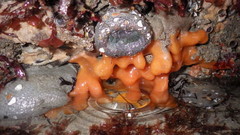 Cystodytes lobatus