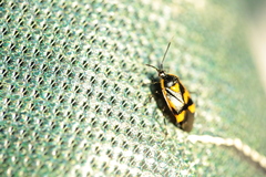 Deraeocoris trifasciatus