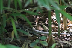 Aspidoscelis costatus