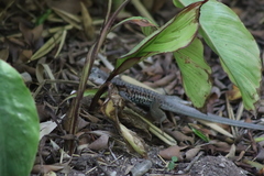 Aspidoscelis costatus