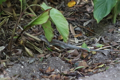 Aspidoscelis costatus